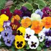 picture of pansies