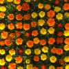 Marigold